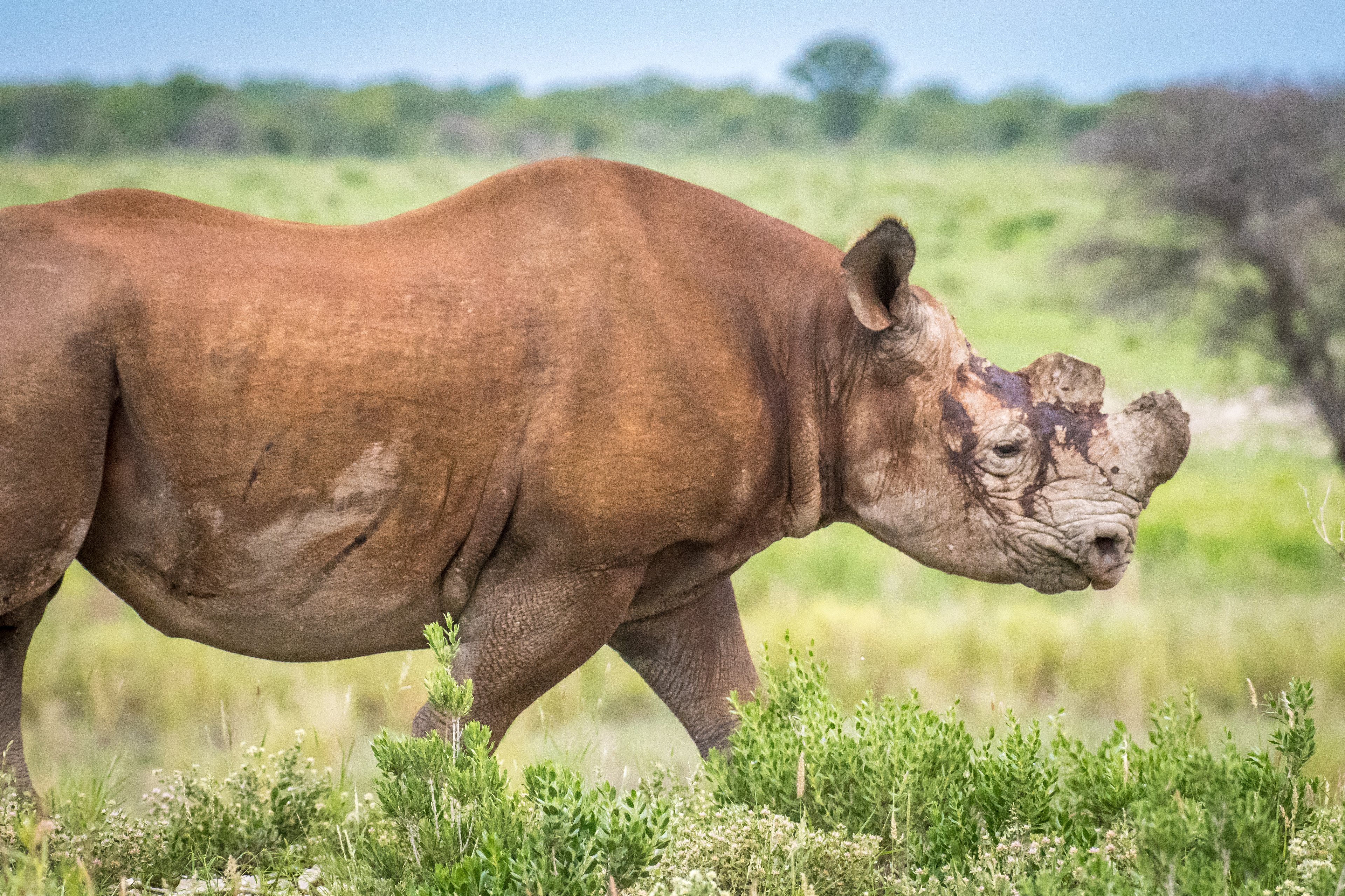 Bez chuti do života. Nosorožec dvourohý s uřezanými rohy. (Namibie)
Autor: VW Pics