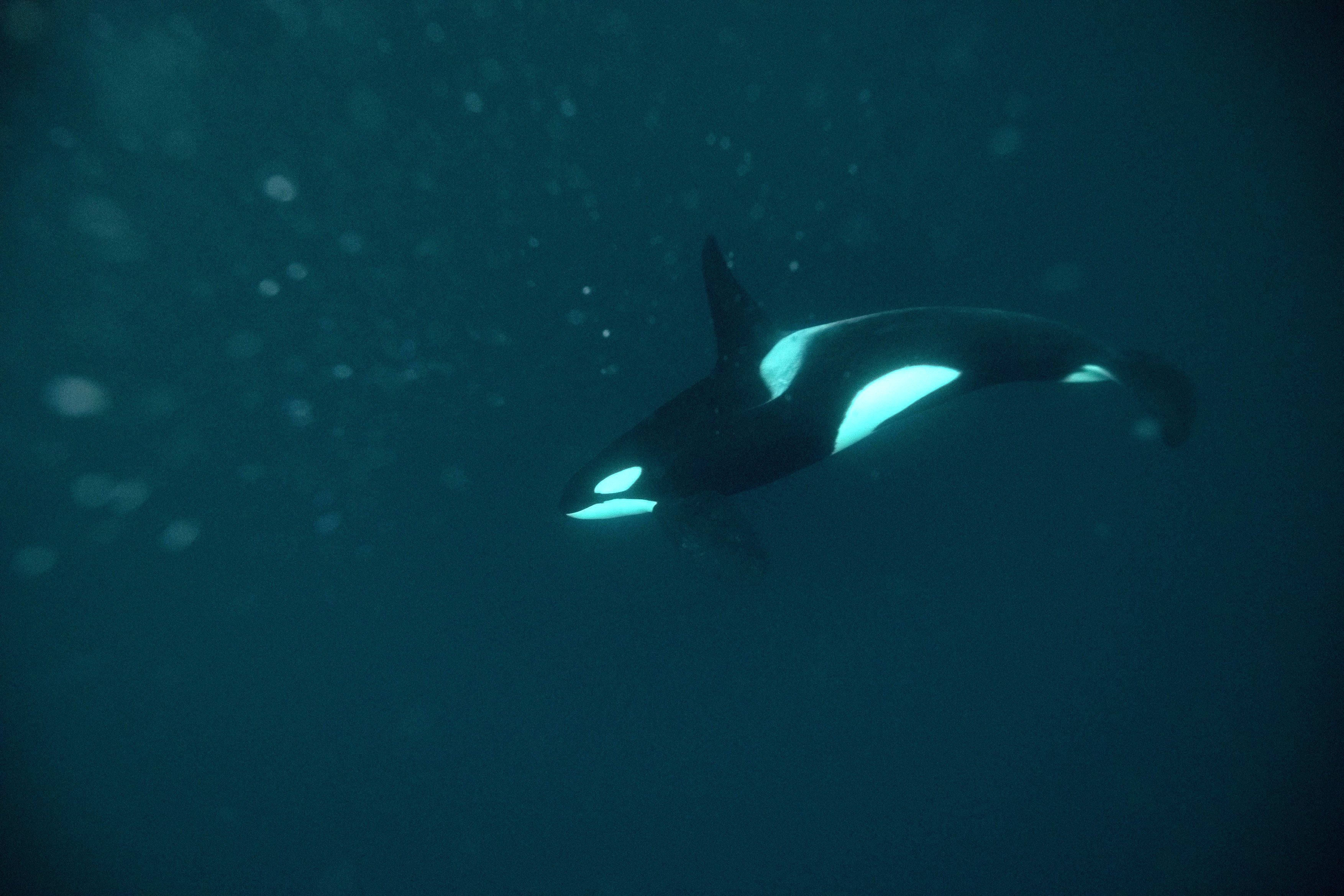 Šestitunový stín v hlubinách. (Kosatka u břehů Norska)
Autor: Profimedia