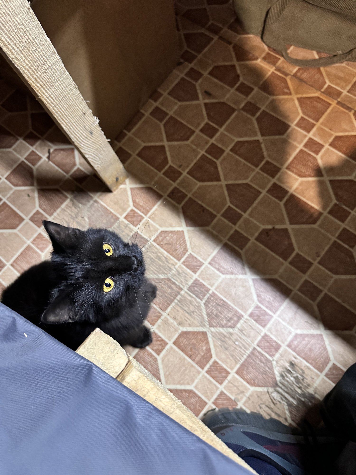 Snad každá jednotka má své kočky. Zůstaly tu po odchodu lidí na západ. 
Autor: Erik Tabery