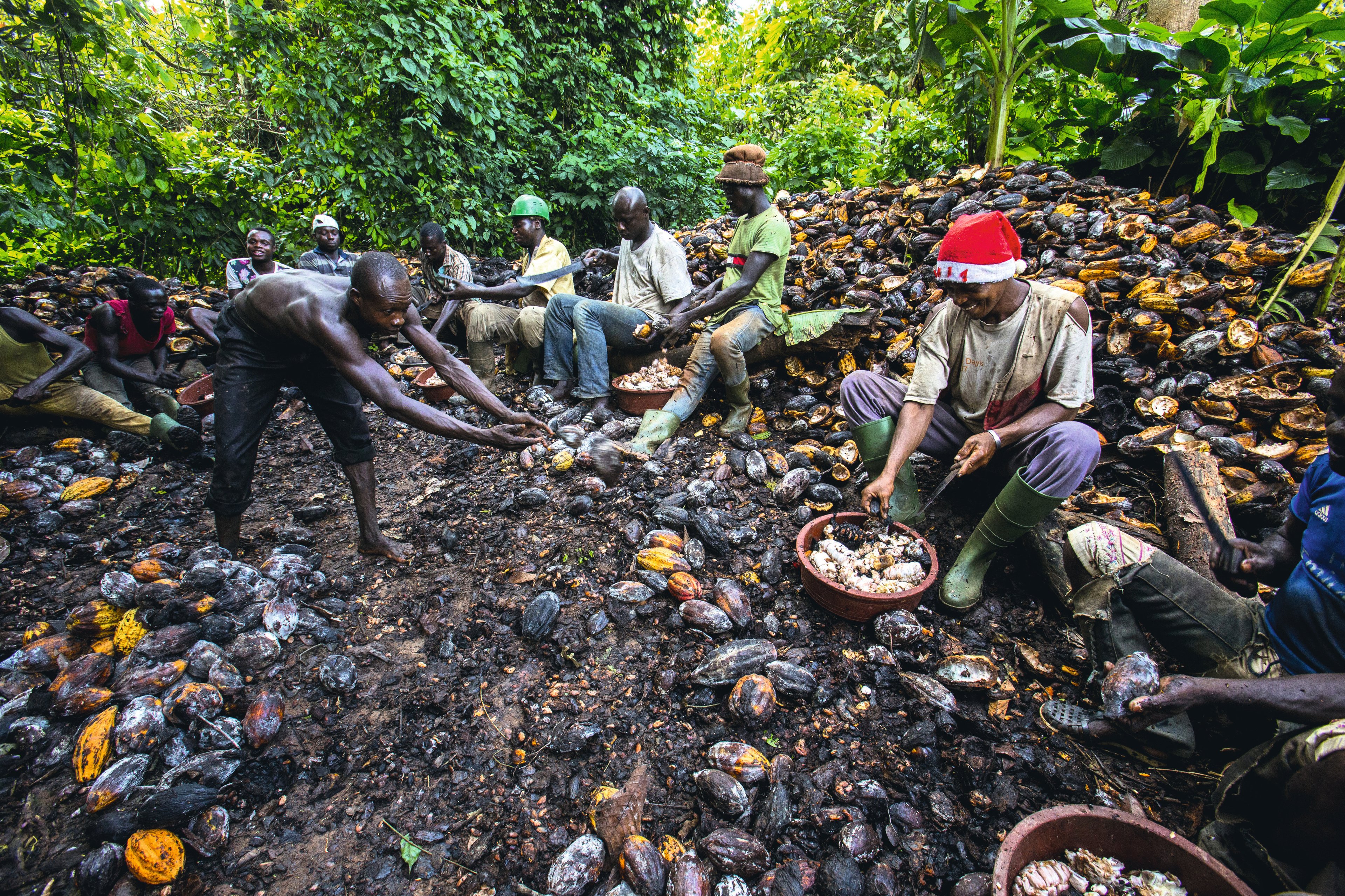Na plantážích
v západní Africe, odkud pochází kolem 70 procent světového kakaa, pracuje podle různých studií 1,5– 2,5 milionu dětí. (Pobřeží slonoviny)