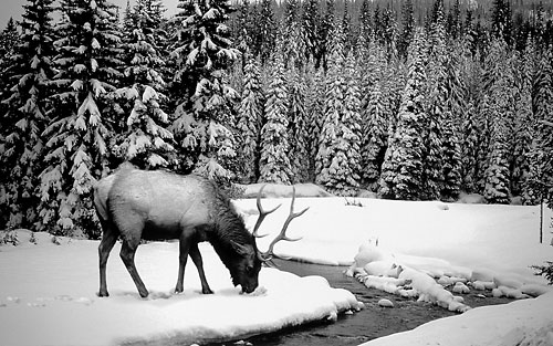 Fotografie: Král lesa se vrátil - ale kde tady najít vrby, buky a jeřáby? Foto: Profimedia.cz / Corbis
Autor: Respekt