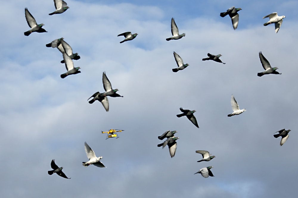 Napodobujeme hejna ptáků. Vyvíjíme drony, které rychle proletí lesem