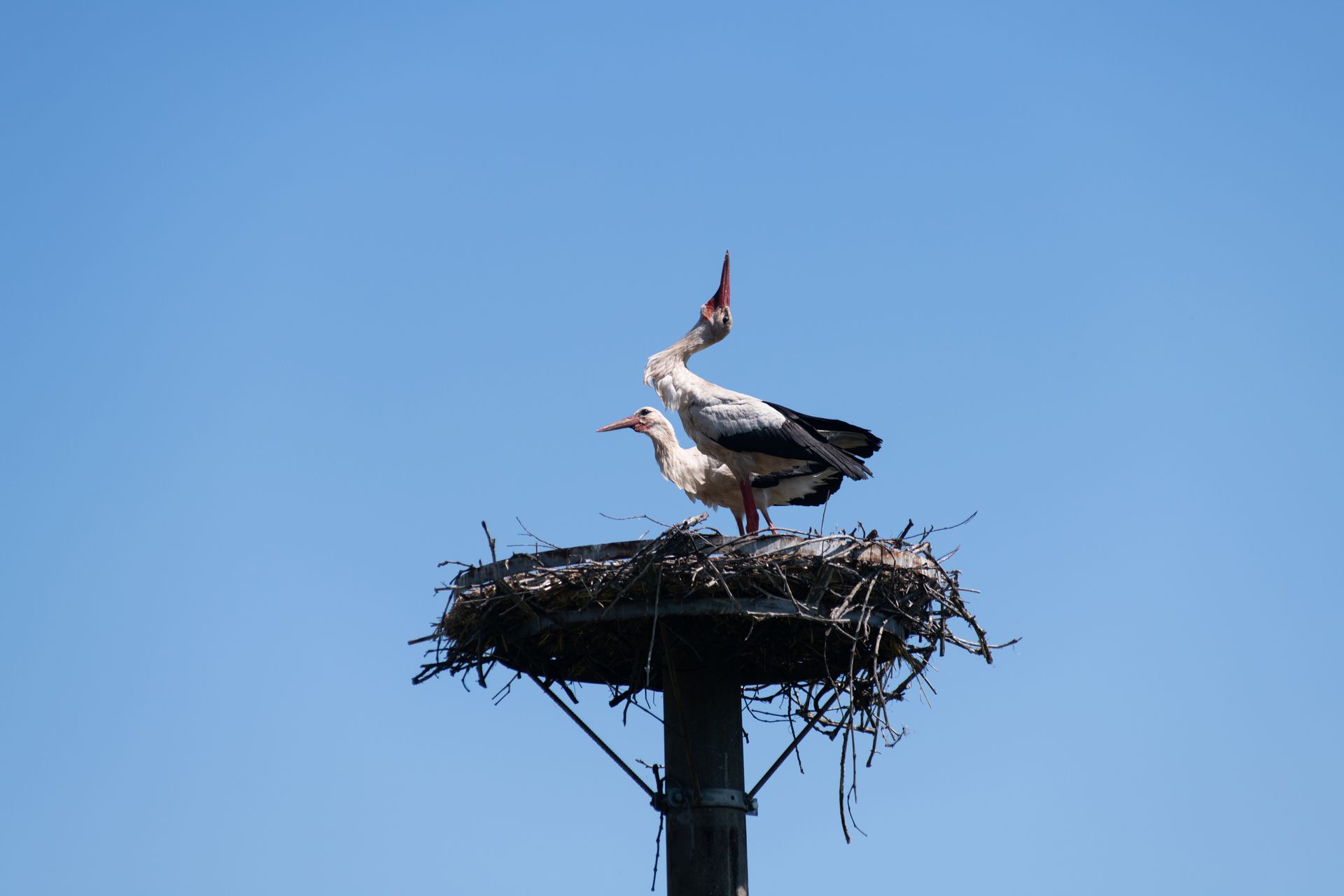 Čápi, Mladé Buky 
Autor: Matěj Stránský