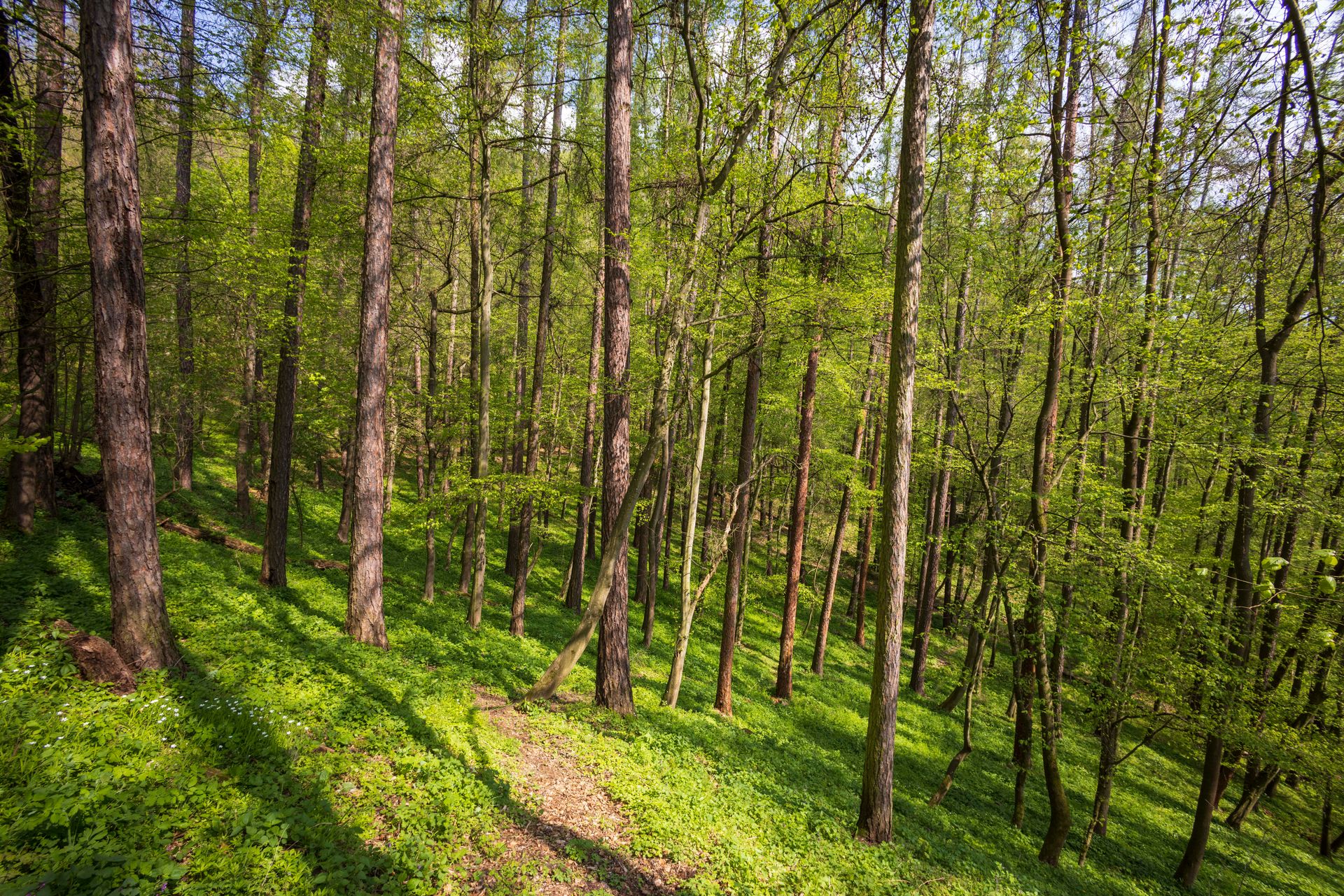 Ani přes slib vlády Národní park Křivoklátsko nebude. Snahy podkopali poslanci ODS