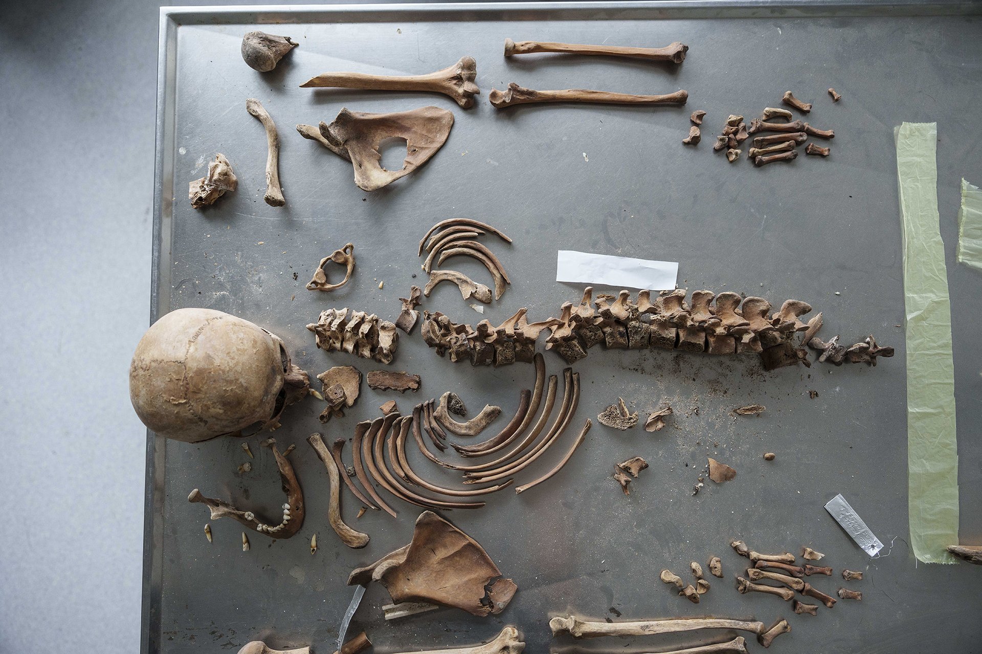 Letos zatím do laboratoře v Tuzle přivezli jen dvě kostry. 
Autor: Milan Jaroš