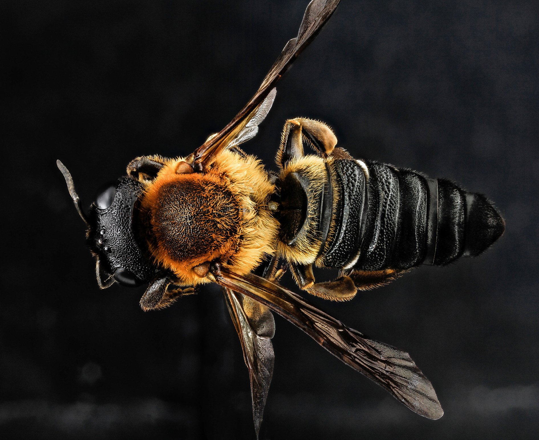 This image shows a female Megachile sculpturalis, an invasive species, from Maryland. Known for its distinctive appearance and nesting behavior, it is part of the Megachilidae family and a non-native species in the region. The bee is captured in close-up
Autor: Nature Collection / Alamy / Profimedia