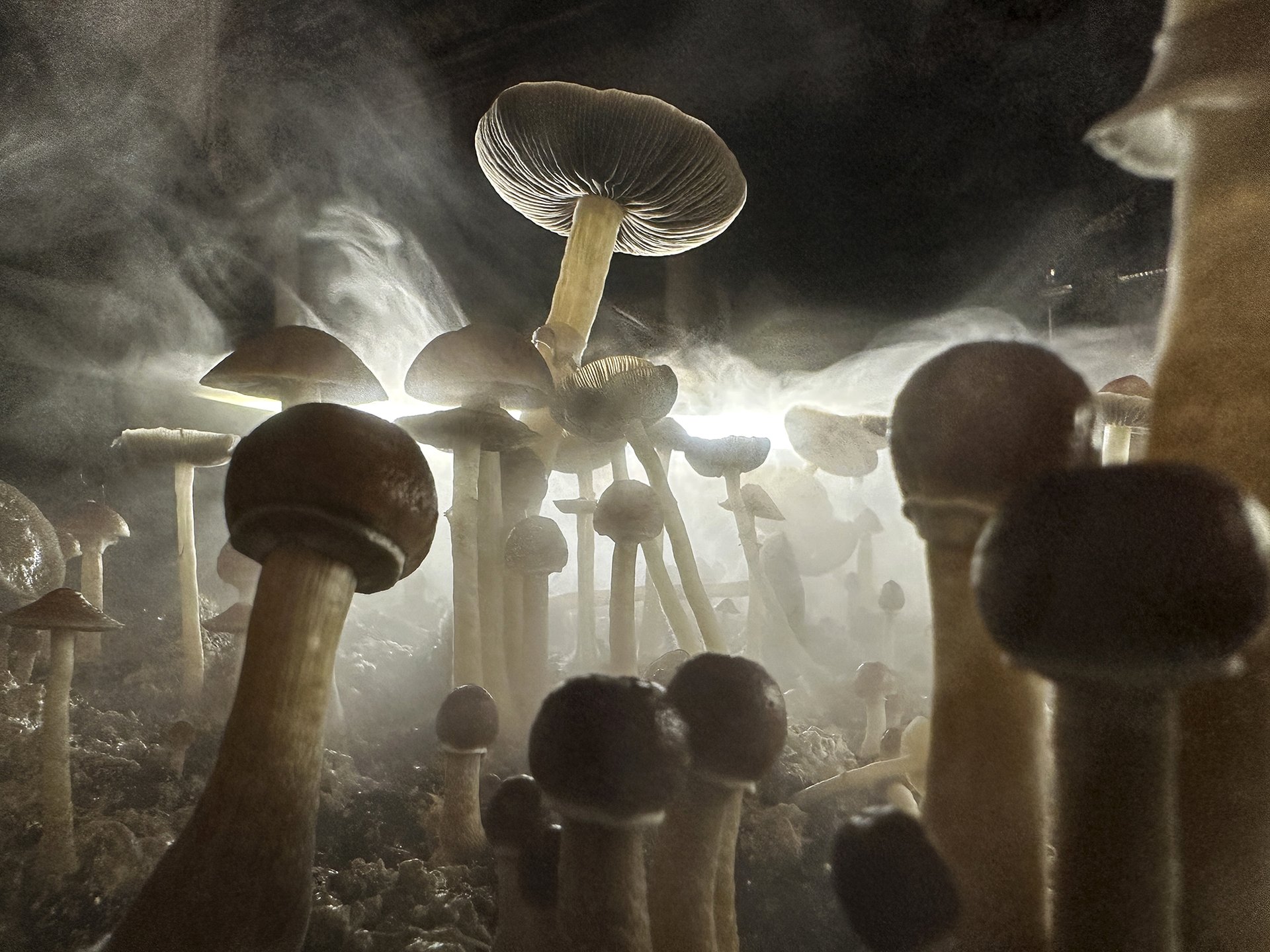  Psilocybin je látka obsažená v houbách lysohlávkách