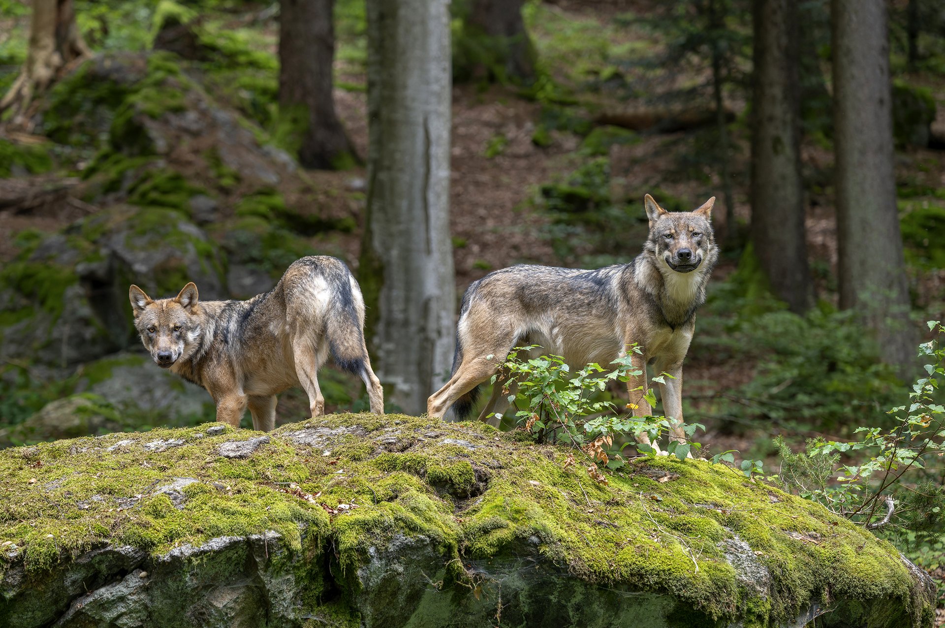 Autor: Frank Sommariva / imageBROKER / Profimedia