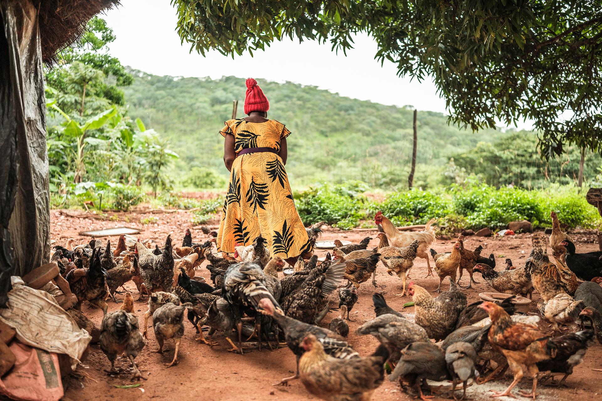 Kuřata Zambro jsou šlechtěna tak, aby odolávala chorobám a i těm nejnáročnějším klimatickým podmínkám. Vyžadují méně vody a krmiva a snášejí více vajec než tradiční plemena. Taková kuřata pomáhají zemědělcům budovat udržitelné podniky v místech, jako je Zambie, kde extrémní počasí zhoršuje míru chudoby a způsobuje nedostatek potravin.
Autor: Brian Otieno/The New York Times