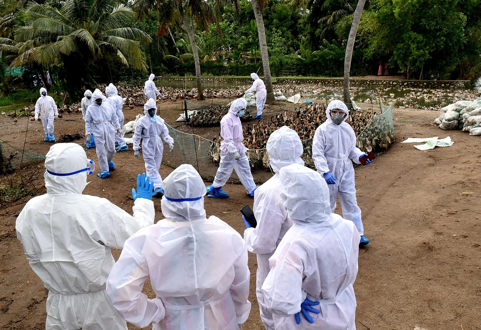 Extrémní koncentrace drůbežích farem. Zásah proti ptačí chřipce v jihozápadní Indii, leden 2021