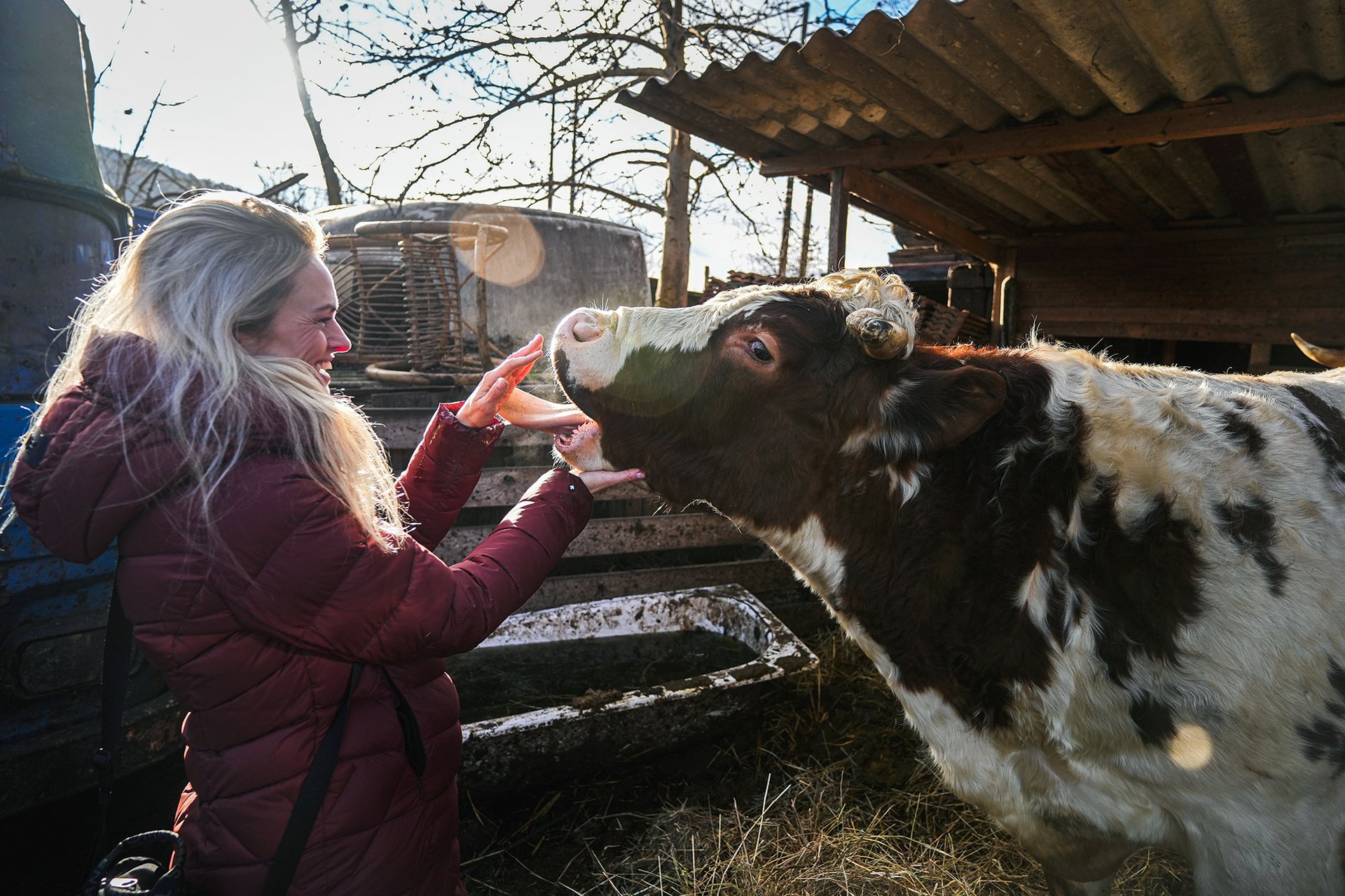 A neboj se ani dojení. (Michaela Vincourová při převozu krav ze zatáčky v Letech)