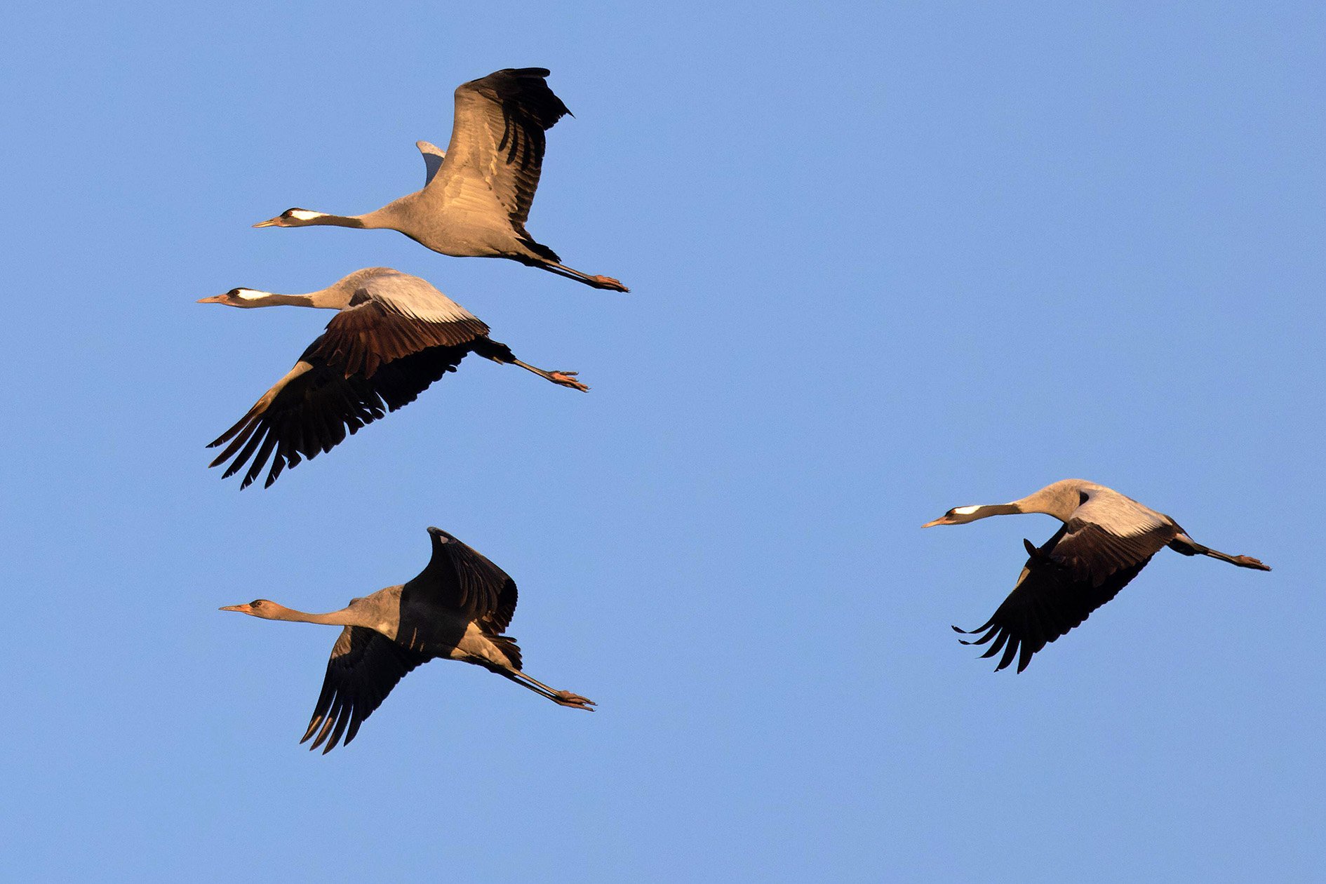 Common Crane (Grus grus) adult & juvenile Norfolk November 2025
Autor: robin chittenden / Alamy / Profimedia