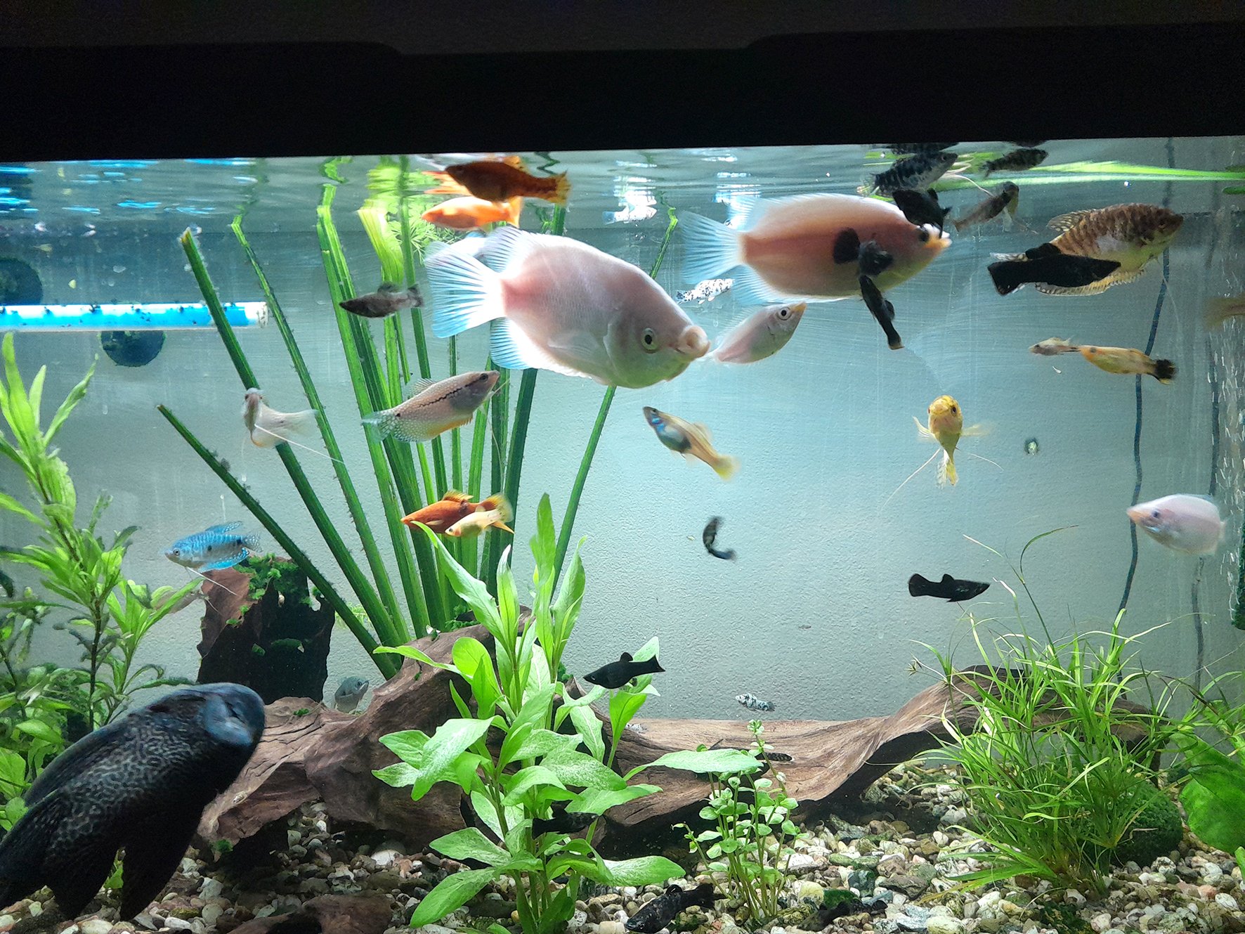 Na cestě z akvária