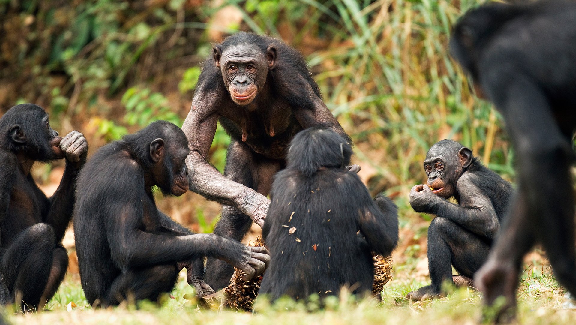 Potřebujeme vyřešit nějaký problém, dámy? (Samice bonobo uprostřed skupiny)