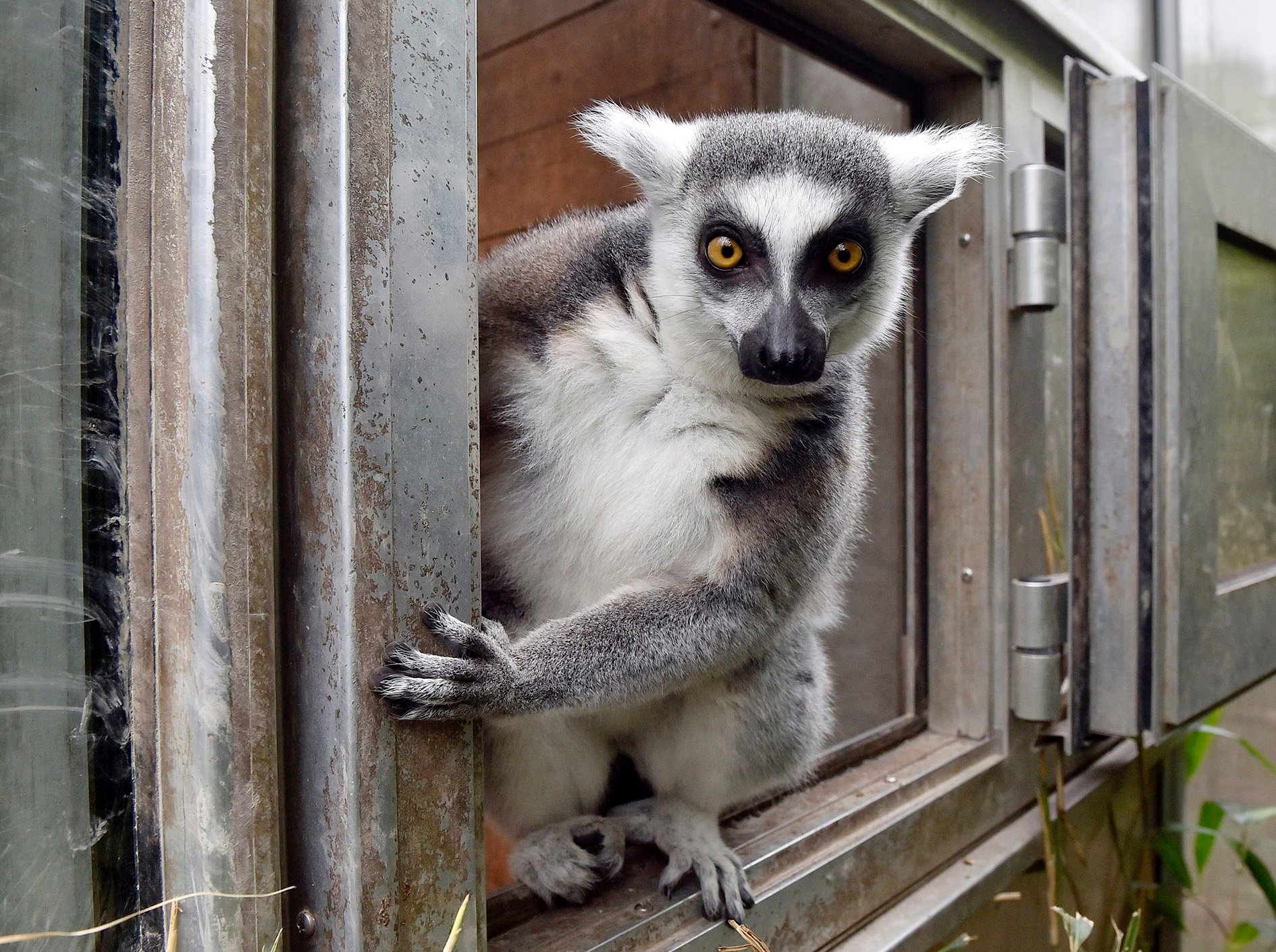 lemur kata, okno, Germany Zoo
Autor: ČTK / AP / Martin Meissner