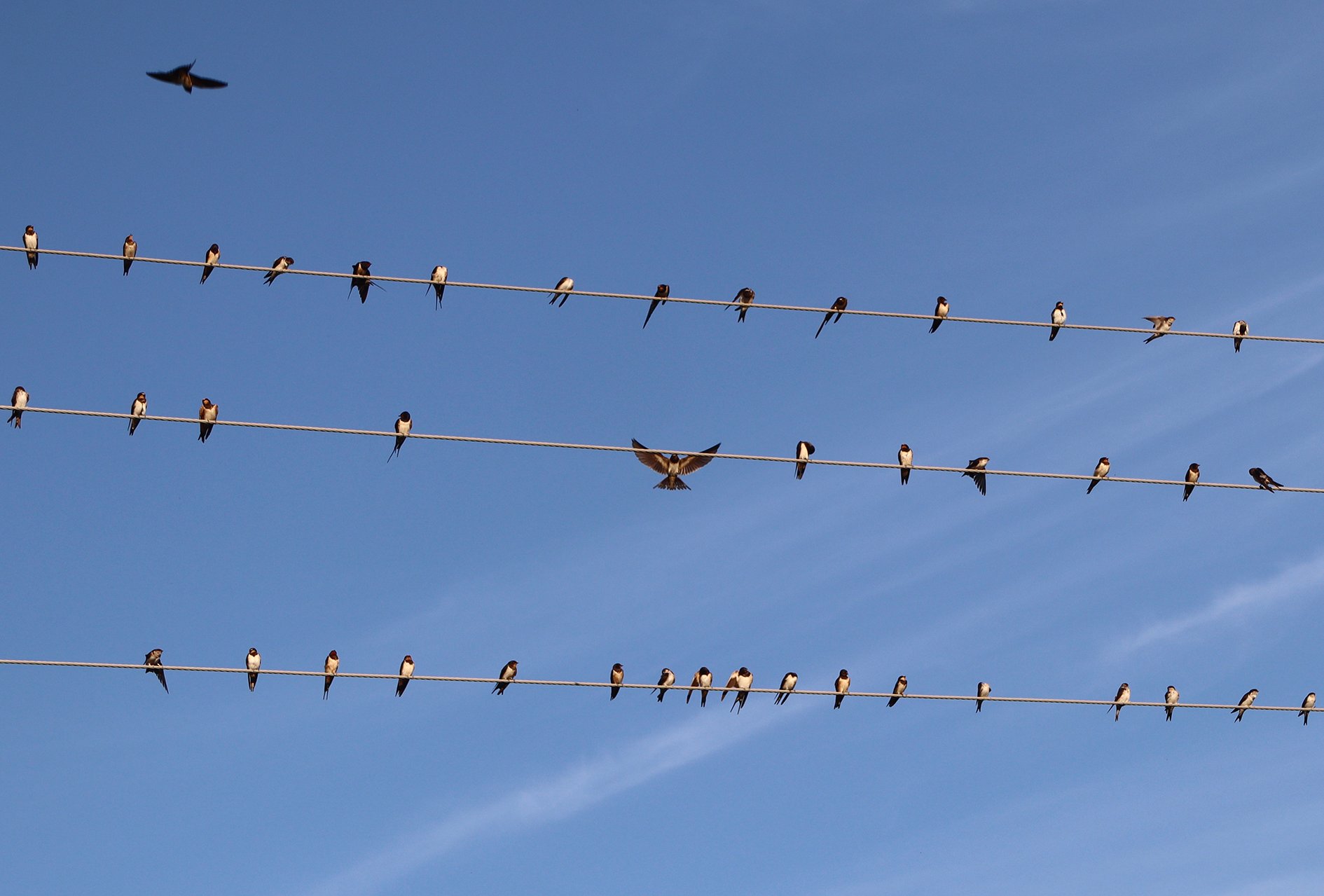 Low angle view of barn swallows perched on power lines against a clear blue sky, with some flying
