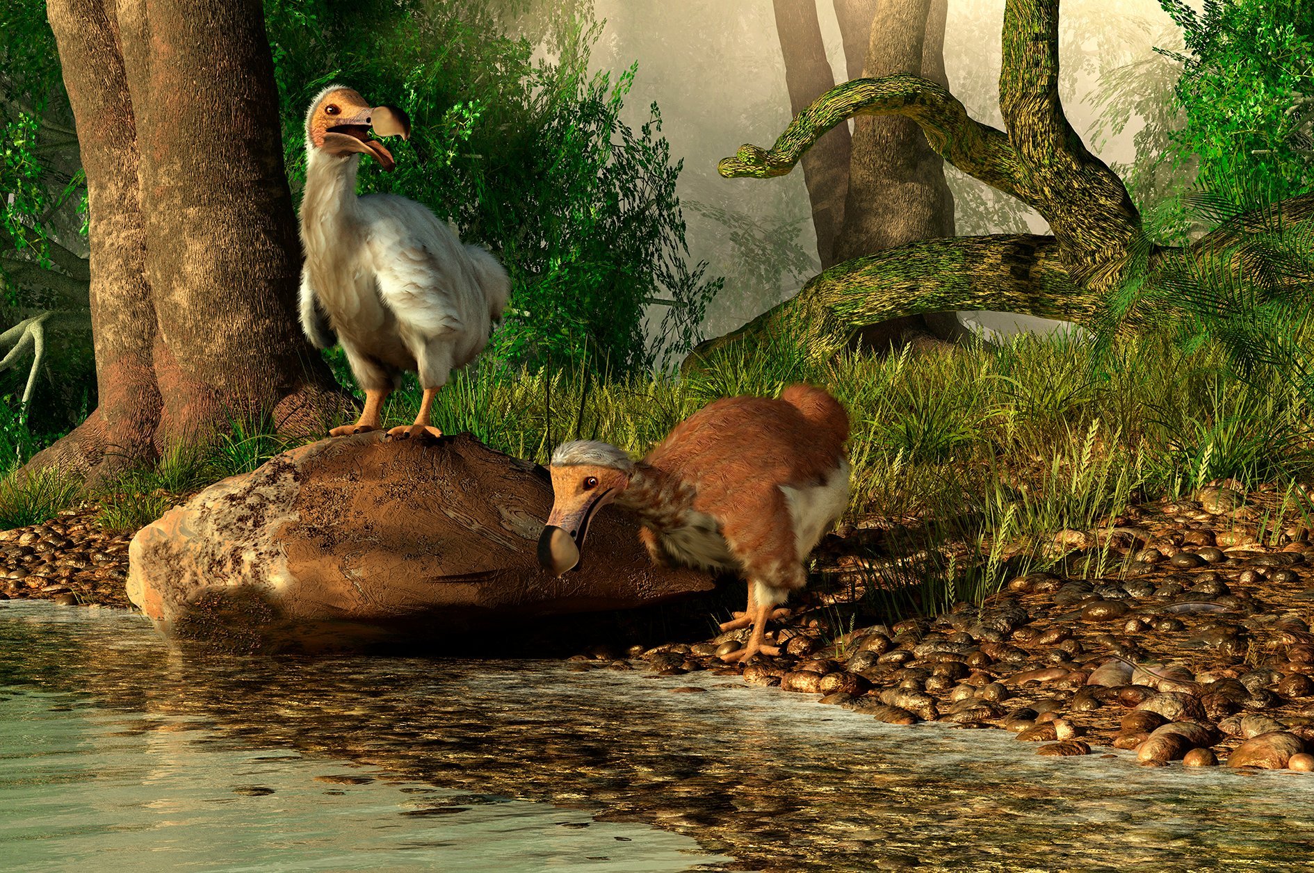 A pair of Dodo birds drinking at a river.